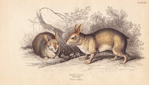 الأرنب البرازيلي، سيلفيلاجوس برازيلي (Lepus tapeti). من عينات في متحف برلين. نقش فولاذي ملون يدوياً بواسطة ليزارس بعد رسم توضيحي لتشارلز هاميلتون سميث من مكتبة ويليام جاردين الطبيعية، إدنبرة بواسطة فنان غير معروف