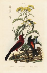 تانجر البرازيلي ، Ramphocelus bresilius ، و Paradise tanager ، Tangara chilensis بواسطة غير معروف