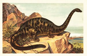 Brontosaurus excelsus ، أنواع منقرضة من رباعي الأرجل العملاق sau1908 (طباعة حجرية) بواسطة فنان غير معروف