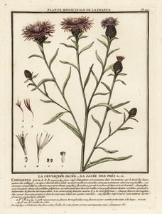 knapweed البني ، القنطريون jacea. بواسطة فنان غير معروف
