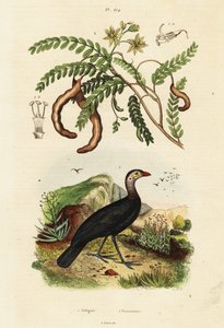 Brushturkey والتمر الهندي ، 1834-1839 (نقش) بواسطة فنان غير معروف