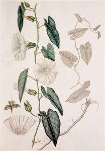 Calystegia sepium / Convolvulus sepium / Hedge Bedding بواسطة غير معروف