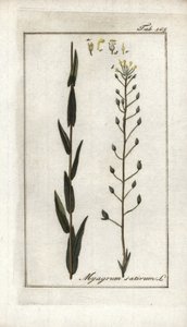 كاميلين أو بازارد الكتان أو السمسم من ألمانيا (كاميلينا ساتيفا). مطبوعة حجرية من "Afbeelding der Artseny-Gewassen" ليوهانس زورن (1739-1799)، هولندا بواسطة فنان غير معروف
