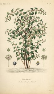 قطة خضراء أو قطب ، Smilax glauca ، Smilax sarsaparilla ، Salsepareille ، نقش فولاذي ملون يدويًا بواسطة Debray بعد رسم توضيحي نباتي بواسطة Edouard Maubert من Pierre Oscar Reveil ، A بواسطة غير معروف