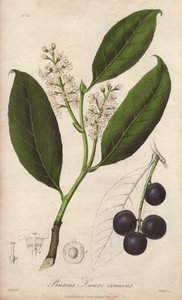 غار الكرز أو لوز الغار أو لوز الغار أو غار الغار أو غار التريبيزوندي (Prunus Lauro-cerasus) - استنزفها ويليام كلارك لتوضيح "النباتات الطبية، وصف النباتات الطبية في لندن وإدنبرة ودبلن" لجون ستيفنسون وجيمس مورس بواسطة فنان غير معروف