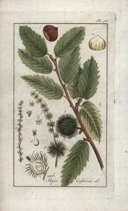 الكستناء (كاستانيا ساتيفا). مطبوعة حجرية من "Afbeelding der Artseny-Gewassen" ليوهانس زورن (1739-1799)، هولندا بواسطة فنان غير معروف