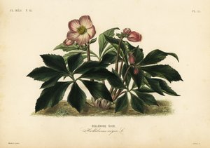 وردة عيد الميلاد أو خربق أسود ، Helleborus niger ، Hellebore noir بواسطة غير معروف