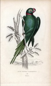 الببغاء المطوق، Psittacula krameri. Psittacus torquatus. مطبوعة حجرية لجوزيف كيد، استناداً إلى رسم لجون أودوبون، في متفرقات التاريخ الطبيعي: الببغاوات، السير توماس ديك لودر والكابتن توماس براون، نُشر في إدنبرة، اسكتلندا، عام 1833. بواسطة فنان غير معروف