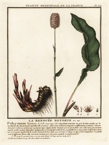 بيستورت مشترك ، Persicaria bistorta. بواسطة فنان غير معروف