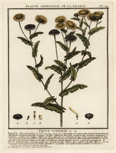fleabane الشائع ، Pulicaria dysenterica. بواسطة فنان غير معروف