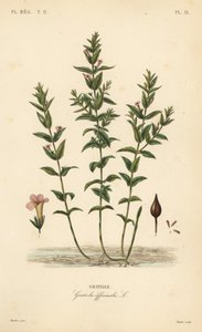 قنفذ مشترك أو عشب نعمة ، Gratiola officinalis ، Gratiole بواسطة غير معروف
