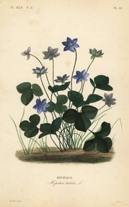 الكبد أو الكبد الشائع ، شقائق النعمان الكبدية ، Hepatica triloba ، Hepatique بواسطة غير معروف