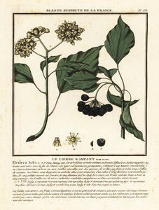 اللبلاب المشترك ، Hedera helix بواسطة فنان غير معروف