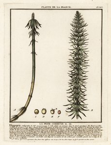 ذيل الفرس الشائع ، Hippuris vulgaris. بواسطة فنان غير معروف