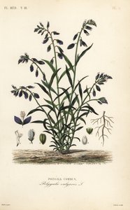 اللبن الشائع ، Polygala vulgaris ، بلدية بوليغالا بواسطة غير معروف