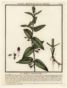 قلنسوة مشتركة ، Scutellaria galericulata. بواسطة فنان غير معروف