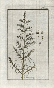 الصودا الشائعة (صودا السالسولا). مطبوعة حجرية من "Afbeelding der Artseny-Gewassen" ليوهانس زورن (1739-1799)، هولندا بواسطة فنان غير معروف