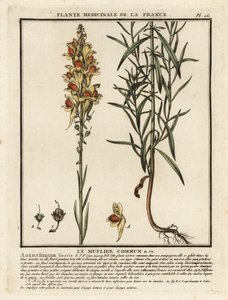 toadflax الشائع ، Linaria vulgaris. بواسطة فنان غير معروف