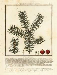 الطقسوس الشائع أو الطقسوس الإنجليزي ، Taxus baccata. بواسطة فنان غير معروف
