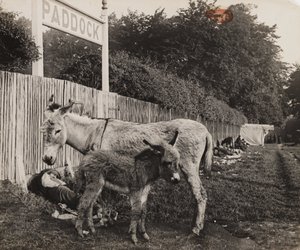 مركب من حمارين ، ج 1909 بواسطة غير معروف