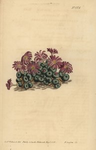 Conophytum minutes (Tiny fig-marigold، Mesembryanthemum minutes) بواسطة غير معروف