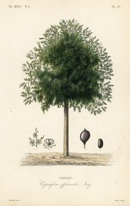 شجرة Copaiba ، Copaifera officinalis ، Copahu بواسطة غير معروف