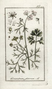 كزبرة (كورياندروم ساتيفوم). مطبوعة حجرية من "Afbeelding der Artseny-Gewassen" ليوهانس زورن (1739-1799)، هولندا بواسطة فنان غير معروف
