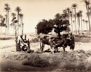  بواسطة فنان غير معروف