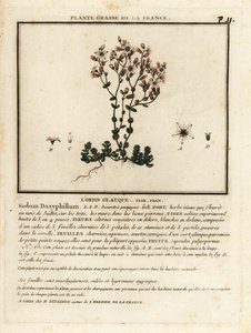 حجر الكورسيكان ، Sedum dasyphyllum. بواسطة فنان غير معروف