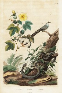 ثعبان القطن والوقواق والعشب، 1834-1839 (نقش) بواسطة فنان غير معروف