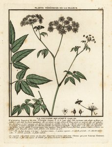 Cowbane ، Hemlock virosa. بواسطة فنان غير معروف