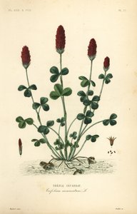 البرسيم القرمزي أو البرسيم الإيطالي ، Trifolium incarnatum ، Trefle incarnat بواسطة غير معروف
