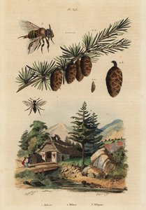 نحل الكوكو ، Melecta albifrons 1 ، شجرة الصنوبر الأوروبية ، Larix decidua 2 ، ونحل عسل Melipona اللاذع ، Melipona favosa 3 بواسطة غير معروف