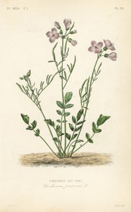 Cuckooflower ، Cardamine pratensis ، Cardamine des pres بواسطة غير معروف