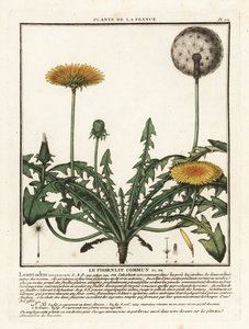 الهندباء ، Taraxacum campylodes. بواسطة فنان غير معروف