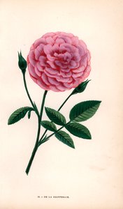 زهرة دي لا غريففيري المهجنة من نوع روزا متعدد الزهور، ظهرت في الأسواق حوالي عام 1846. مطبوعة حجرية بالكروموليثوغرافيا مرسومة ومطبوعة بالطباعة الحجرية بعد الطبيعة بواسطة ف. غروبون من كتاب "الورود" لهيبوليت جامان ويوجين فورني في باريس، ج. روتشيلد بواسطة فنان غير معروف