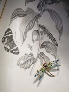 مجوهرات ديبورا ديفونشاير للعلة والحشرات على قمة "Metamorphosis Insectorum" بقلم ماريا سيبيلا ميريان بواسطة حشيشة الملاك (Attr. To) Kauffmann