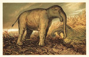 Deinotherium giganteum ، نسبي كبير لما قبل التاريخ في العصر الحديث 1908 (الطباعة الحجرية) بواسطة فنان غير معروف