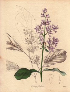 وصف الليلك المجري (Syringa josikaea)، موطنه الأصلي أوروبا الوسطى والشرقية. رسم توضيحي للآنسة آر ميلز (نشطة في 1836-1842)، في سلسلة عالم النبات لبنجامين ماوند في خمسة مجلدات، نُشرت بين عامي 1836 و1842. هذا العمل مشهور بواسطة فنان غير معروف