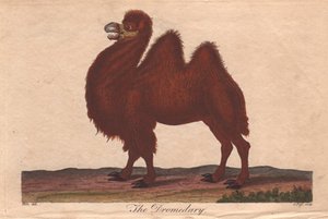  بواسطة فنان غير معروف