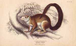 سنجاب دوفاوسلز، Sciurus hypoleucus. سنجاب هندي عملاق من عينة في متحف الأمير ماكسيميليان من متحف ويد-نويد. نقش يدوي من الفولاذ الملون بواسطة ليزارس بعد رسم توضيحي لتشارلز هاملتون سميث من كتاب ويليام جاردين "عالم الطبيعة بواسطة فنان غير معروف