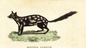 الكول الشرقي ، الراكون Dasyurus. ، 1800 (نقش) بواسطة فنان غير معروف