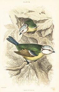 الحلمة الزرقاء الأوراسية ، Cyanistes caeruleus ، 1889 (نقش) بواسطة فنان غير معروف
