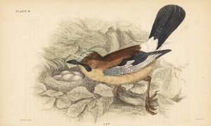 قيق أوراسيا ، Garrulus glandarius ، مع عش وبيض. 1889 (نقش) بواسطة فنان غير معروف