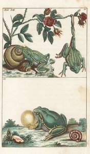 الضفادع الأوروبية والإيطالية - الماء القوي لجوتليب توبياس فيلهلم (1758-1811)، من موسوعة التاريخ الطبيعي: البرمائيات بواسطة فنان غير معروف