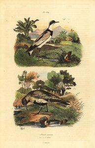 الزقزاق الذهبي الأوروبي ، Pluvialis المشمش ، والزقزاق الحلقية ، Charadrius hiaticula بواسطة غير معروف