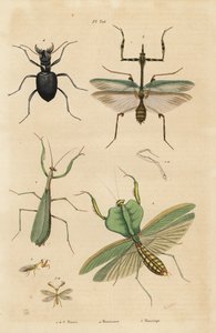 السرعوف الأوروبي ، السرعوف الديني 1 ، السرعوف الورقي ، Choeradodis rhomboidea 2 ، خنفساء النمر ، Manticora latipennis 3 ، Mantidfly ، Mantispa Styriaca 4 بواسطة غير معروف