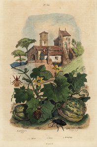 خنفساء الزيت الأوروبية ، Meloe proscarabaeus 1 ، 2 ، البطيخ de Honfleur ، كوكوميس ميلو 3 ، وكيد الأغنام ، Melophagus ovinus 4 بواسطة غير معروف
