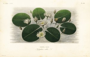 زنبق الماء الأبيض الأوروبي ، Nymphaea alba ، Nymphea blanc بواسطة غير معروف