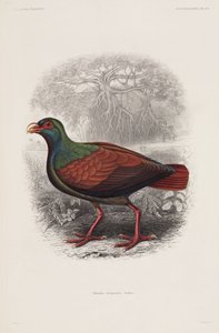 طائر غريب بواسطة غير معروف